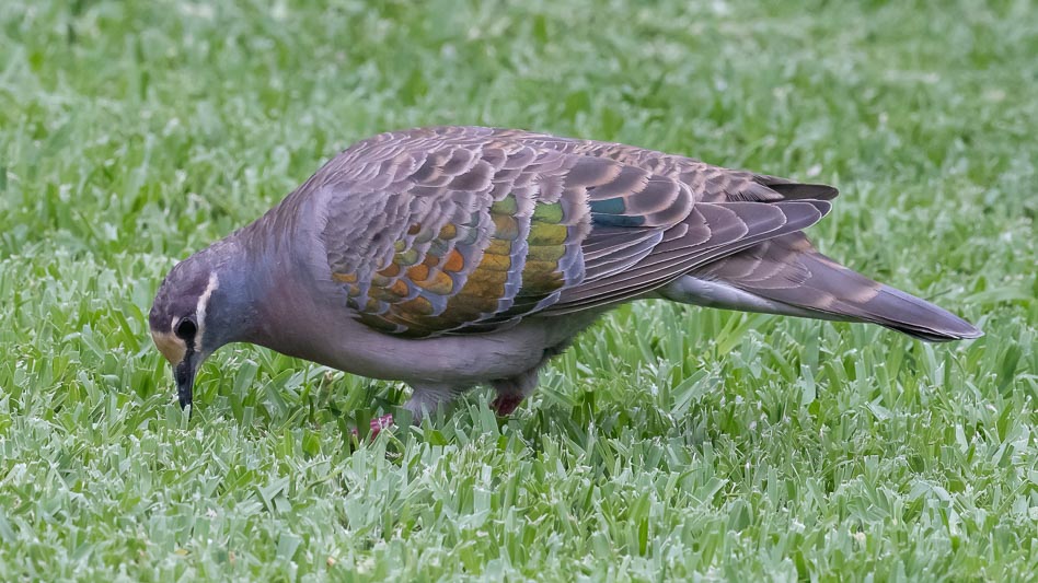 Phaps chalcoptera (Common Bronzewing).jpg